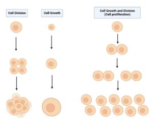 Cell proliferation - Definition, Types, differentiation, assay, diseases
