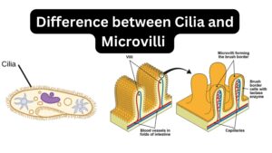 Difference between Cilia and Microvilli