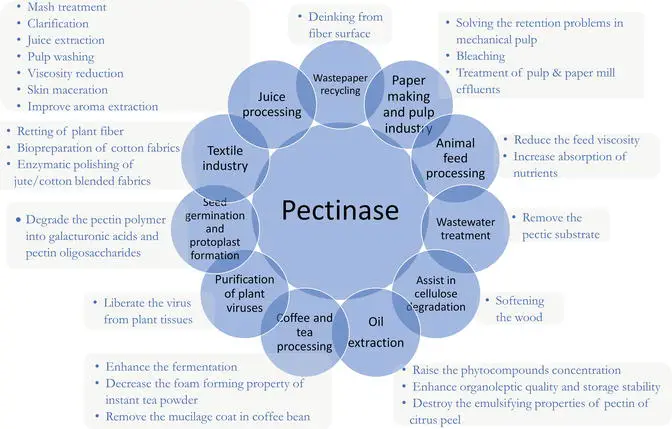 Applications of pectinase