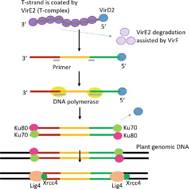 T-DNA integration