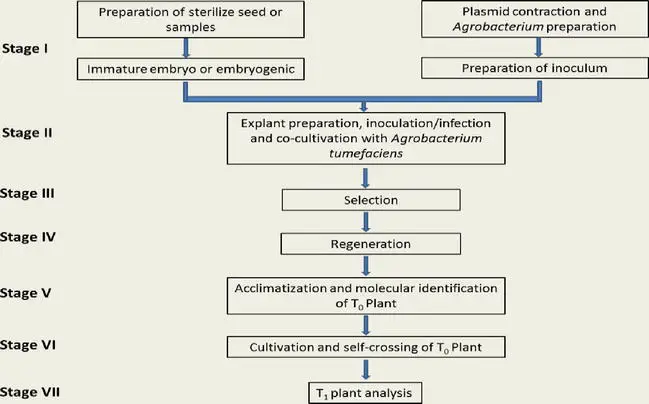 The protocol of Agrobacterium-mediated transformation.
