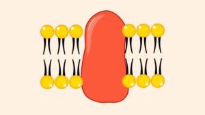 Facts about Cell Membrane