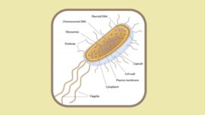 Facts about Cilia