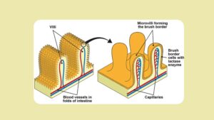 Facts about Microvilli