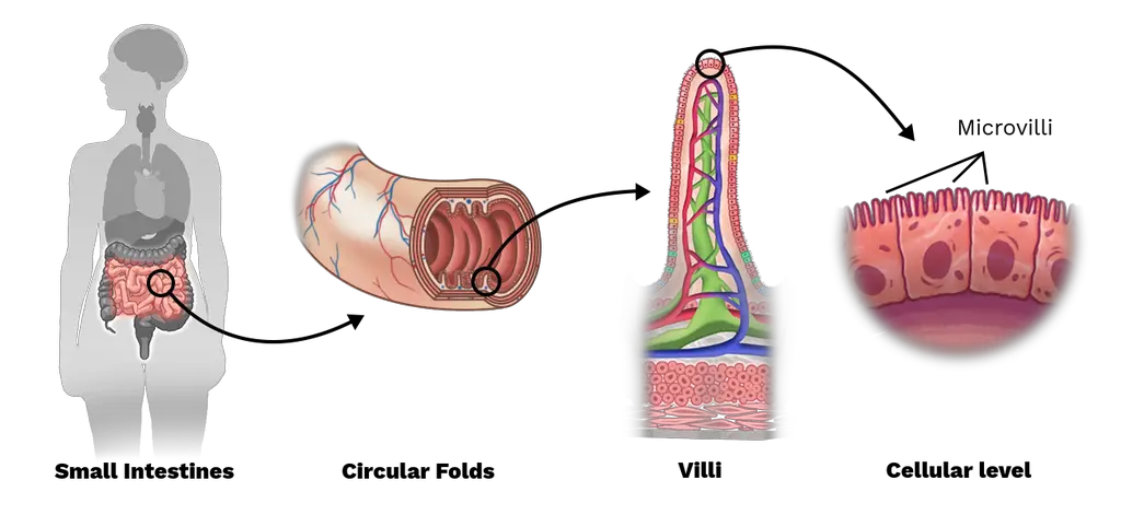 Three levels of complexity of the structure of the small intestine. 