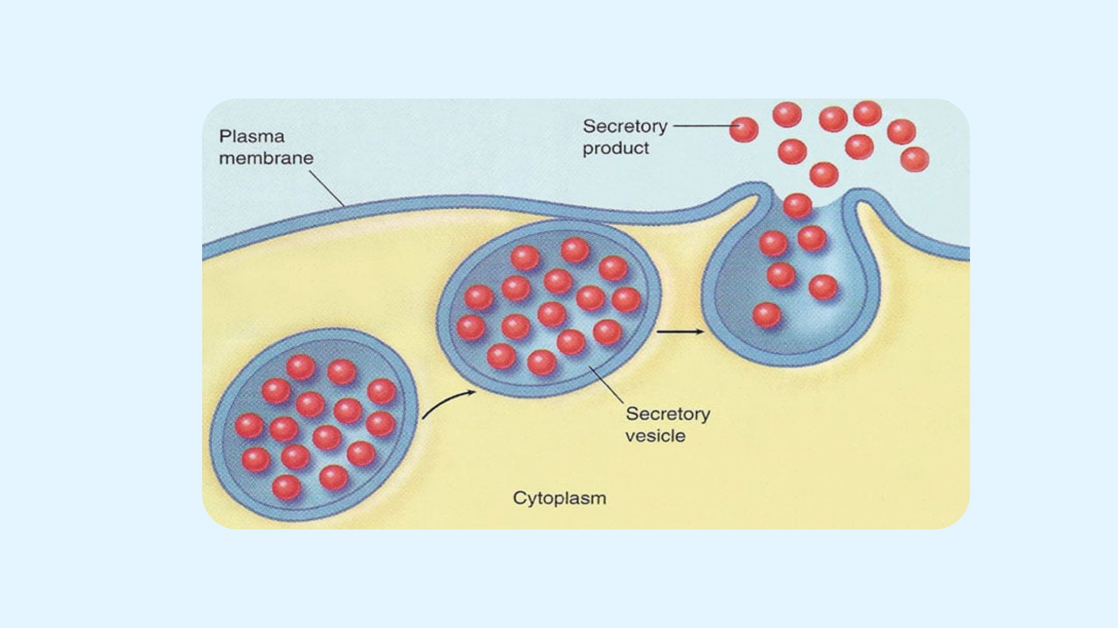Interesting Facts about Secretory Vesicles
