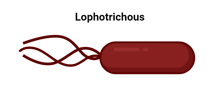 Lophotrichous
