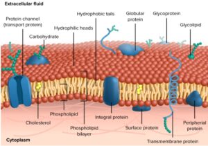 Membrane Proteins - Definition, Types, Functions