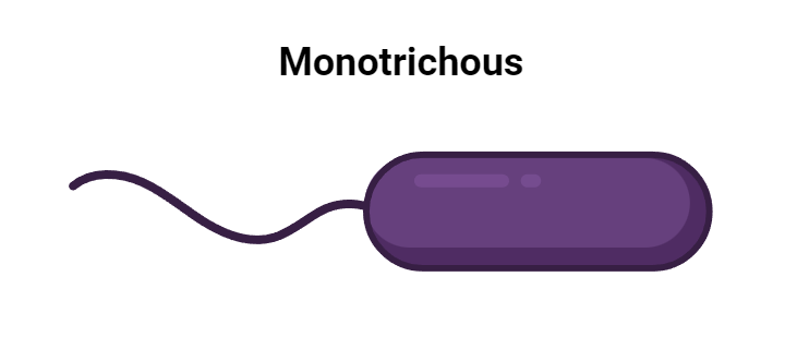 Monotrichous