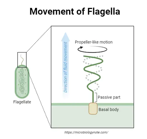 Movement of Flagella