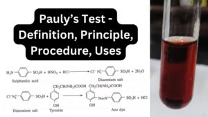 Pauly’s Test - Definition, Principle, Procedure, Uses