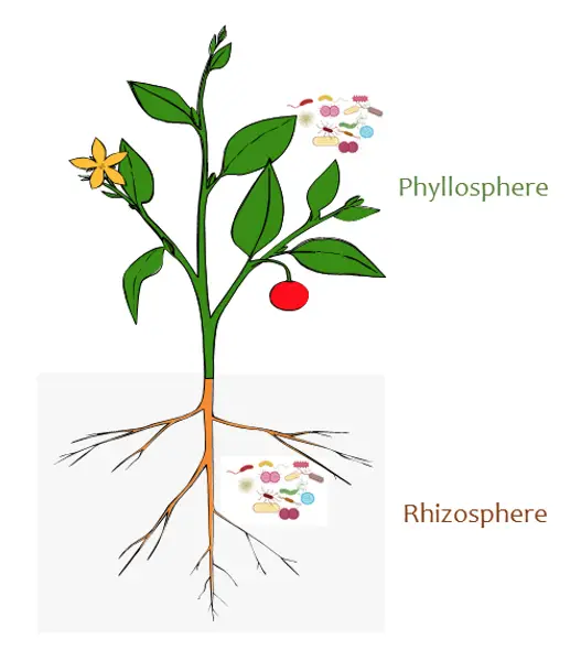 Phyllosphere
