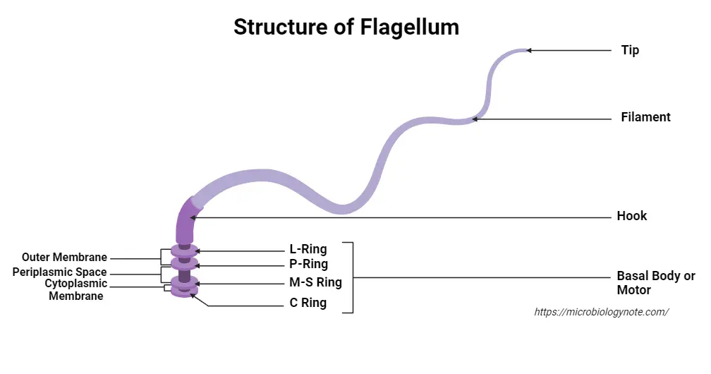 Structure of Flagellum