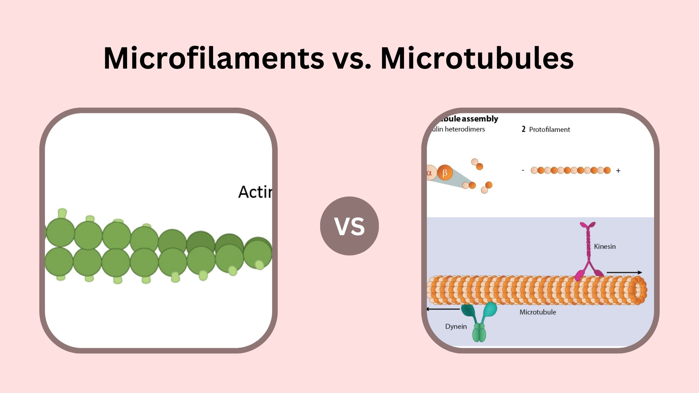 Differences Between Microfilaments and Microtubules - Microfilaments vs. Microtubules