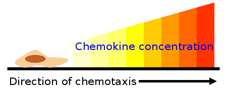 Diagram demonstrating the process of chemotaxis