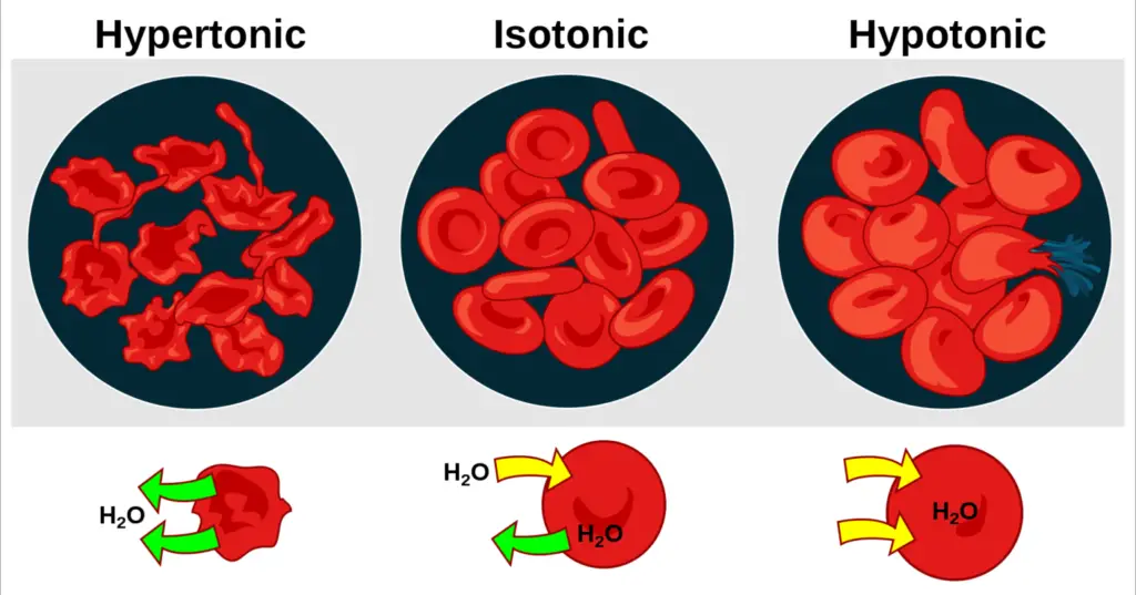 An illustration of the effect of blood cells when placed in solutions of different tonicity.