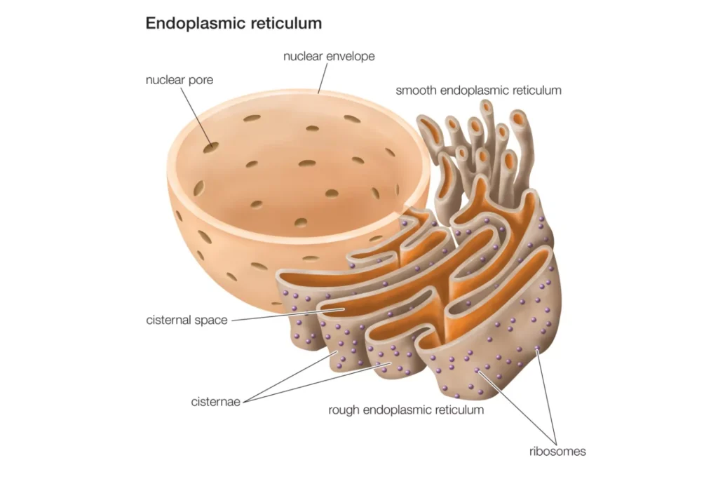 Endoplasmic Reticulum (ER) - Definition, Structure, Functions and Diagram