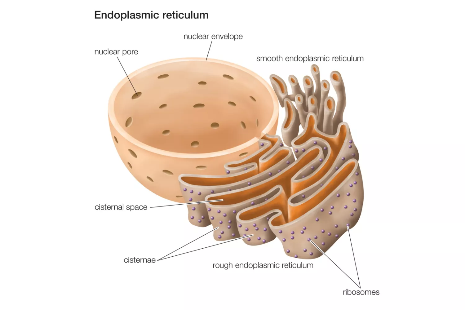 Endoplasmic Reticulum (ER) - Definition, Structure, Functions and Diagram