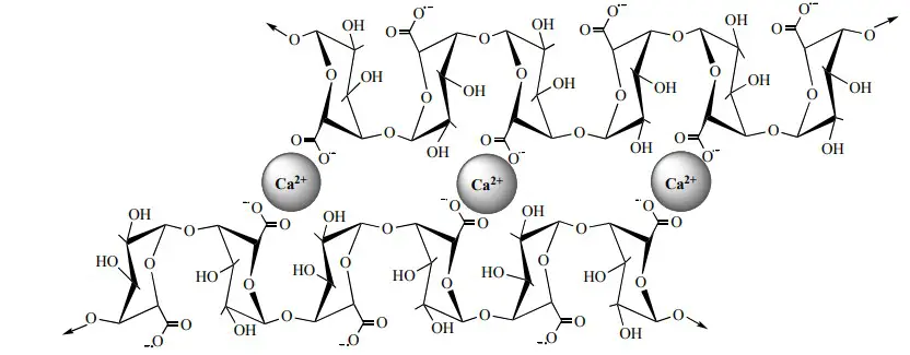 . Interaction through insertion of Ca2+ ions between the unesterified carboxyl groups of the galacturonosyl residues of two HG chains