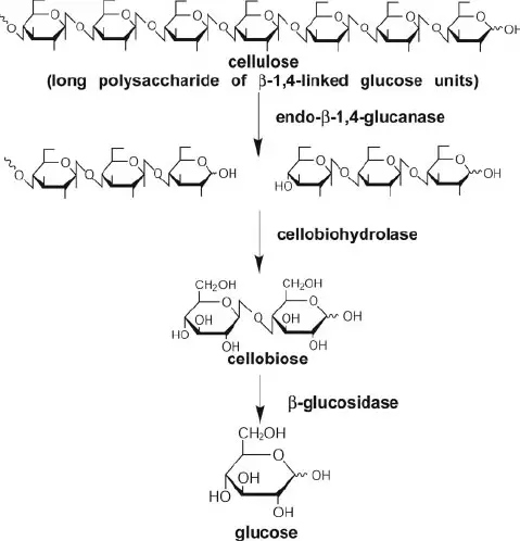 Mechanism of cellulose decomposition