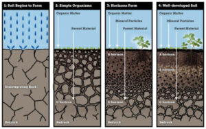 Soil Formation (Pedogenesis)- Definition, Factors, Process, Steps, Examples