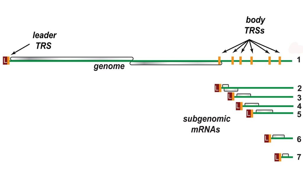 Nested set of subgenomic mRNAs
