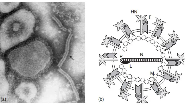 Structure of Mumps Virus