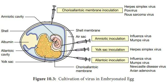 Embryonated Eggs Method of Virus Cultivation