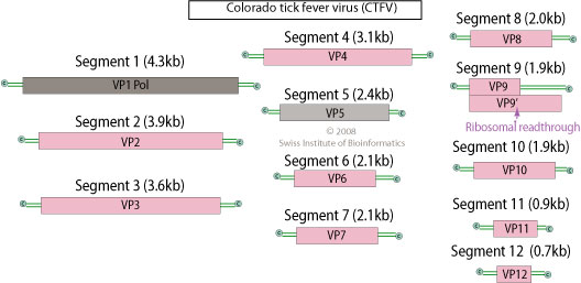 Genome map of species Colorado tick fever virus (CTFV) showing several segments.