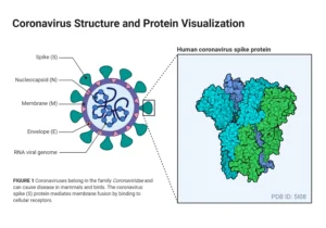 Structure of Coronavirus