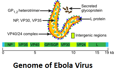Genome of Ebola Virus