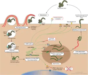 Replication of Ebola Virus