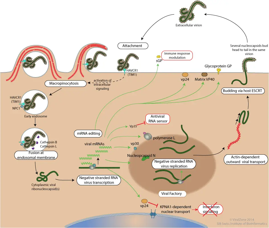 Replication of Ebola Virus
