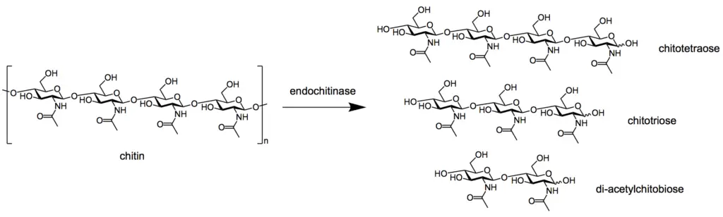 Endochitinase breaking down chitin into multimer products.
