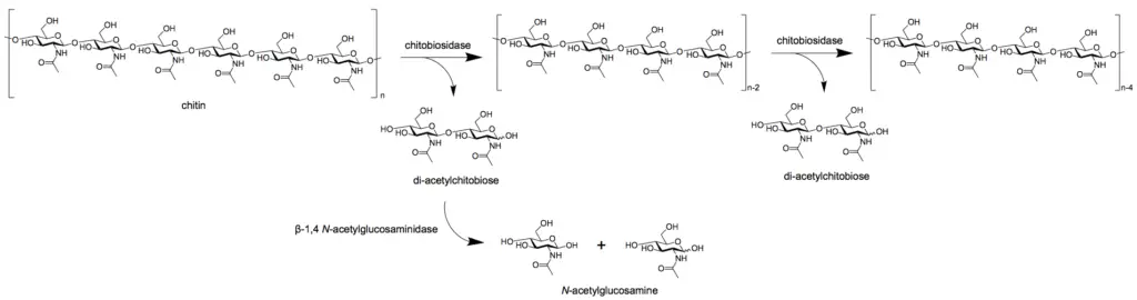 Exochitinase breaking down chitin into dimers via chitobiosidase and monomers via β-1,4-N-acetylglucosaminidase.
