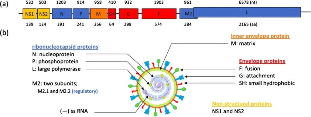 Genome Structure of Respiratory Syncytial Virus (RSV)