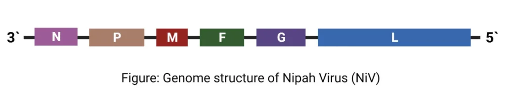 Genome structure of Nipah Virus (NiV)