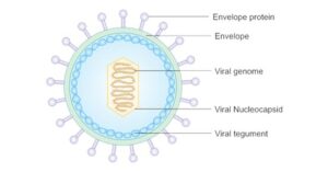 Structure of Epstein-Barr Virus (EBV)