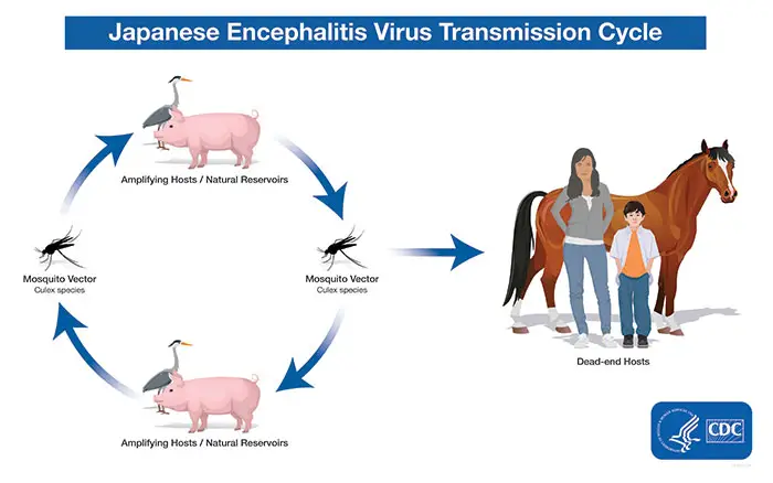 Transmission of Japanese Encephalitis Virus