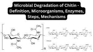 Microbial Degradation of Chitin - Definition, Microorganisms, Enzymes, Steps, Mechanisms