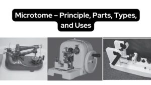 Microtome - Principle, Parts, Types, and Uses