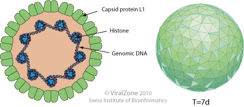 Structure of Human Papillomavirus (HPV)