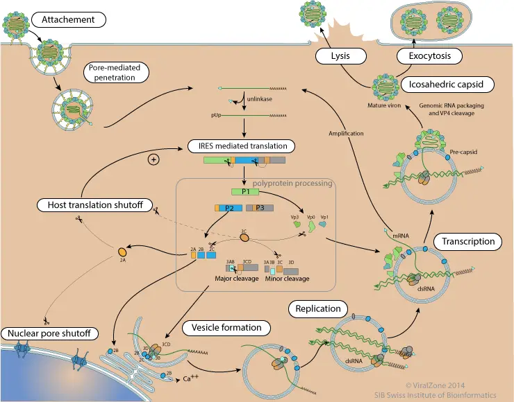 Poliovirus replication cycle
