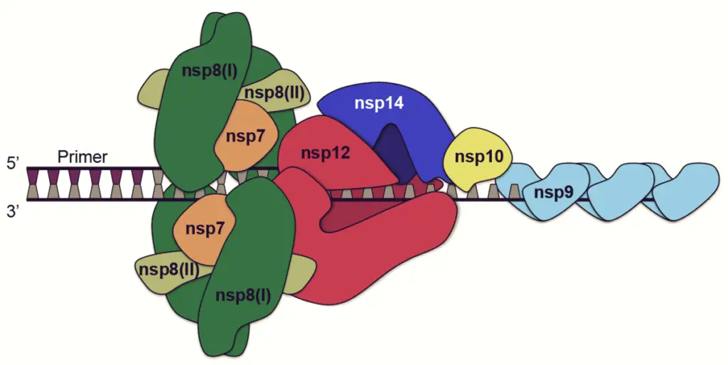 Replicase-transcriptase complex
