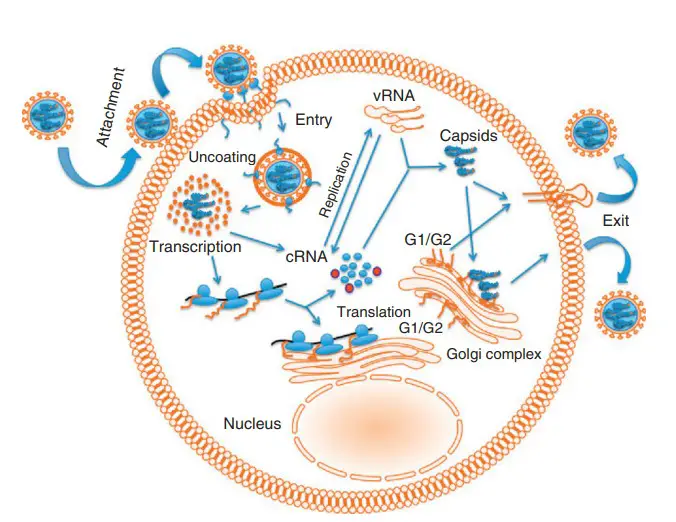 Replication cycle of hantaviruses