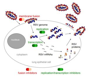 Replication of Respiratory Syncytial Virus (RSV)