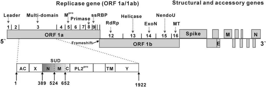 SARS-CoV genome and proteins
