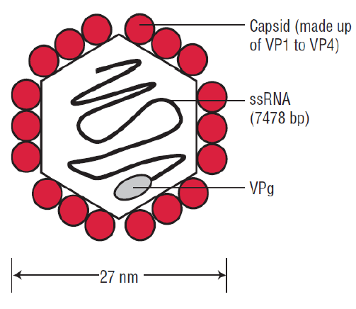 Structure of Polio Virus