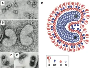 Torovirus - Structure, Genome, Replication, Pathogenesis