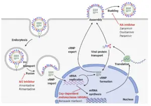 Replication Cycle of Influenza A Virus